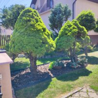 Smrek biely Conica, Picea glauca , kmeň 40 - 60 cm, kont. 3l