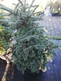 Jedľa vznešená Bizarro, Abies procera, 20 - 40 cm, kont. 3l