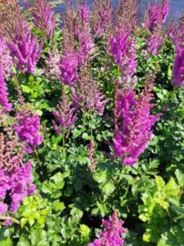 Astilbe  BLACK PEARLS 'Dunes Future'-kont.3.lit