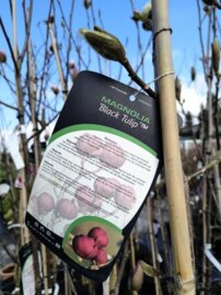 Magnólia Black Tulip, Magnolia + 180 cm, kont. 15l