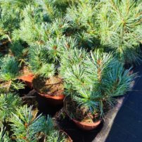 Borovica drobnokvetá Blauer Engel, Pinus parviflora, kontajner C3, + 30 cm