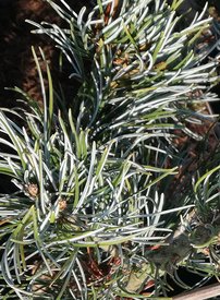 Borovica drobnokvetá Blauer Engel, Pinus parviflora, kontajner C3, + 30 cm