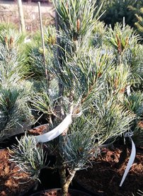 Borovica drobnokvetá Blauer Engel, Pinus parviflora, kontajner C3, + 30 cm