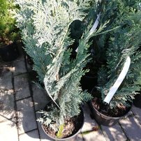 Cypruštek Blom, Chamaecyparis lawsoniana 30 - 40 cm, kont. 3l