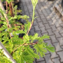 Metasekvoja čínska Blue Ish, Metasequoia glyptostroboides 80 - 140 cm, kont. 5l