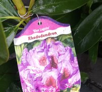Rododendron Blue Lagoon, Rhododendron 30 - 40 cm, kont. 5l