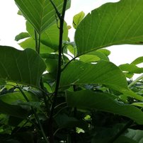 Magnólia Blue Opal,  Magnolia acuminata + 200 cm, kontajner 40l