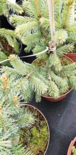 Smrek Engelmannov Blue Sofia, Picea engelmannii, 20 – 50 cm, kontajner 3l
