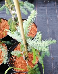 Smrek obyčajný the Blues, Picea abies 30 - 70 cm, kont. 3l