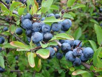 Čučoriedka Hannah Choice, Vaccinium corymbosum, kont. sadenica