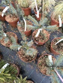 Smrek Engelmannov Blue Sofia, Picea engelmannii, 20 – 50 cm, kontajner 3l