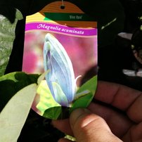 Magnólia Blue Opal,  Magnolia acuminata 40- 60 cm, kontajner 3l