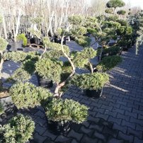 Borievka pfitzerova, Juniperus x pfitzeriana 140 - 190 cm, kont. 20l