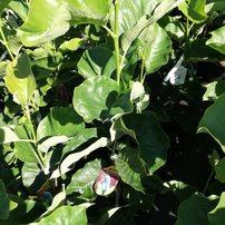 Magnólia Blue Opal,  Magnolia acuminata 40- 60 cm, kontajner 3l