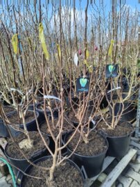 Magnólia Blue Opal,  Magnolia acuminata + 200 cm, kontajner 40l