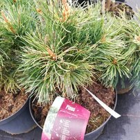 Borovica drobnokvetá Tanima no yuki, Pinus parviflora, kontajner C3 ,20-30 cm
