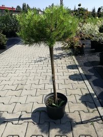 Borovica čierna  Globosum (na kmienku), Pinus nigra 40 - 90 cm, kont. 5l