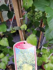 Breza previsnutá Schneverdingen Goldbirke , Betula pendula 130 - 170 cm, kont. 5I