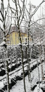 Jarabina prostredná Brouwers, Sorbus intermedia, +150 cm,