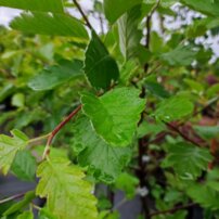 Jarabina prostredná Brouwers, Sorbus intermedia, +150 cm,