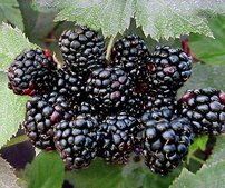 Černica Black Satin, Rubus fruticosus 30 - 40 cm kont. 1,5 I