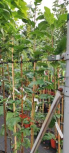 Arónia čerešňolistá Burka, Aronia x prunifolia, kont. 3l, + 150 cm
