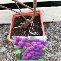 Arónia čerešňolistá Burka, Aronia x prunifolia, kont. 3l, + 150 cm