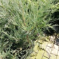 Borievka virdžínska Burkii, Juniperus virginiana 50 - 70 cm, kont. 3l