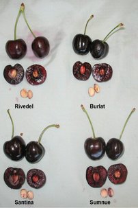 Čerešňa vtáčia Burlat, Cerasus avium 180 - 200 cm, kont 3,5l