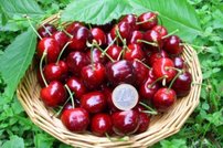 Čerešňa vtáčia Burlat, Cerasus avium 180 - 200 cm, kont 3,5l