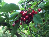Čerešňa vtáčia Burlat, Cerasus avium 180 - 200 cm, kont 3,5l