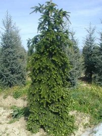 Jedľa kaukazská Pendula Abies nordmanniana 30 cm, kont 3l