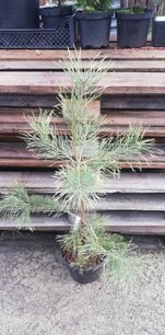 Borovica lesná Candelight , Pinus sylvestris, 40 - 70 cm, kont. 3l