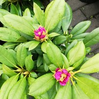 Rododendron Caroline Allbrook, Rhododendron 40 - 60 cm, kont. 5l