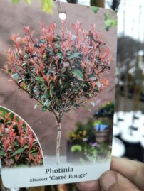 Červienka Fraserova Carré Roughe, Photinia × fraseri, kmeň + 140, kont.10l