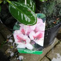 Rododendron Cassata, Rhododendron 20 - 30 cm, kont. 5l