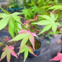 Javor dlaňovitolistý Cascade Ruby  , Acer palmatum , kmeň + 70 cm, kontajner C 4