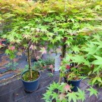 Javor dlaňovitolistý Cascade Ruby  , Acer palmatum , kmeň + 70 cm, kontajner C 4