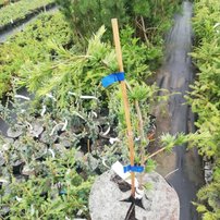 Céder himalájsky Pendula, Cedrus deodara, kontajner C3, výška + 80 cm