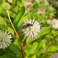 Hlavoš západný, Cephalanthus occidentalis, kont. 30 l, + 120 cm