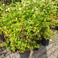 Hlavoš západný, Cephalanthus occidentalis, kont. 30 l, + 120 cm