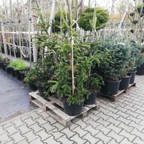 Jedľa grécka, Abies cephalonica, + 170 cm, kont. 20l.