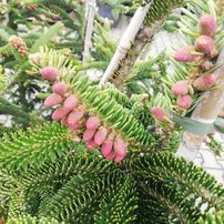 Jedľa grécka, Abies cephalonica, + 170 cm, kont. 20l.