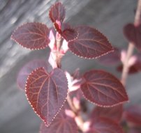 Cercidovník japonský Rotfuchs, Cercidiphyllum japonicum, 140 – 170 cm, kontajner 3 l