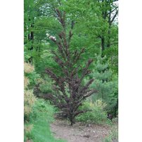 Cercidovník japonský Rotfuchs, Cercidiphyllum japonicum, 140 – 170 cm, kontajner 3 l