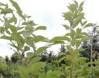 Čerešňa pilovitá Amanogawa,  Prunus serrulata 120 - 180 cm, kont. 5I