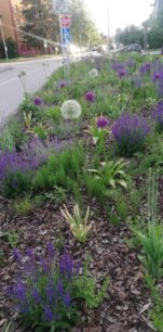 Cesnak obrovský, Allium giganteum , kont. 3l