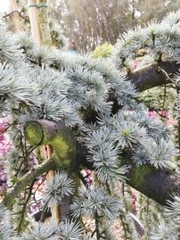 Céder libanonský Glauca Pendula (previsnutý), Cedrus libani, kontajner 100 l, 200 - 300 cm