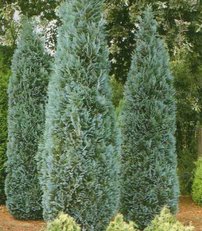 Cypruštek lawsonov Blue Ribonn,  Chamaecyparis lawsoniana , 30 – 50 cm, kontajner 3l