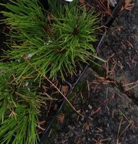Borovica horská Chameleon, Pinus mugo 30 - 40 cm, kont. 1l